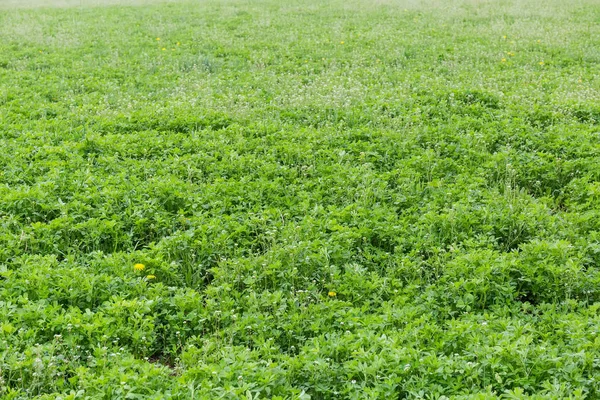 Campo de la alfalfa joven con otras plantas — Foto de Stock