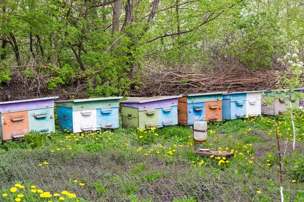 Brudd i bigården på landsbygda med rad med bikuber om våren – stockfoto