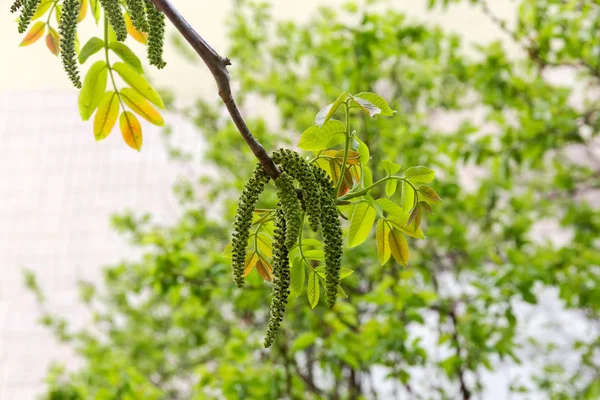 Гілка горіхового дерева з кішками та молодим листям — стокове фото