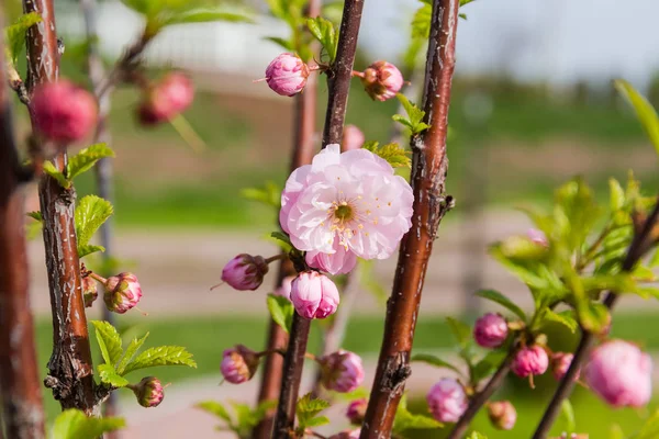 Flor de flor de cereja em árvore jovem em foco seletivo — Fotografia de Stock