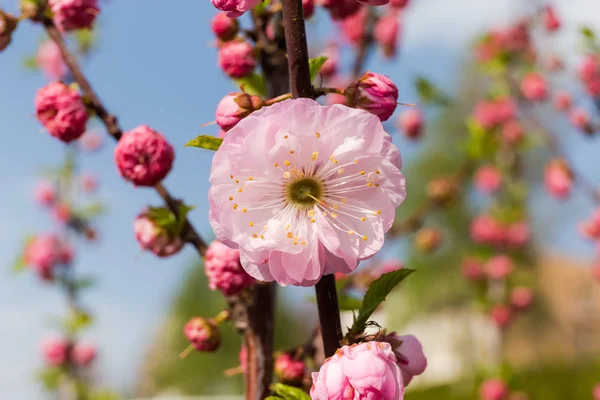 Blomma av körsbärsblomma mot suddig bakgrund av träd — Stockfoto