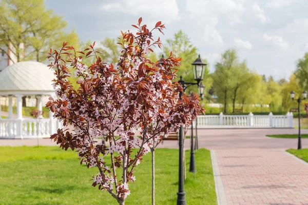 Młode drzewa kwitnącej śliwki ozdobnej wzdłuż alejki — Zdjęcie stockowe