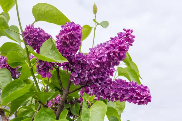 Inflorescences of the purple lilac on the top of branch — Stock Photo, Image