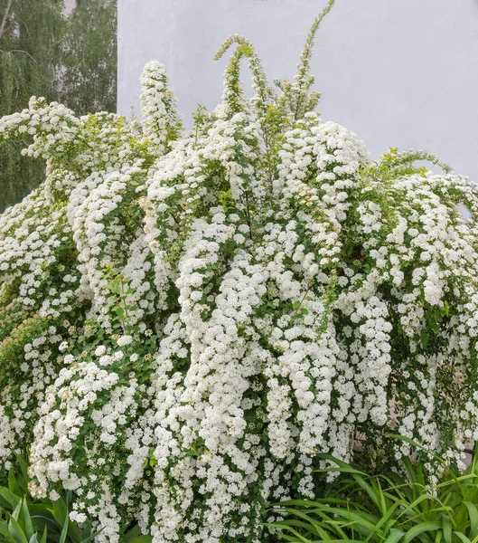 Blommande Spiraea Bush mot grå vägg — Stockfoto