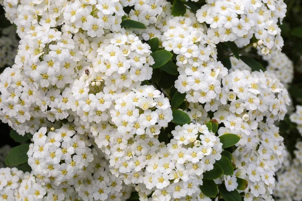 Bakgrund av blommor av Spiraea på Bush Close-up — Stockfoto