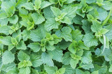 Beyaz, ölü ısırgan otunun genç filizleri.