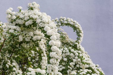 Gri bir arka plan üzerinde çiçekli spiraea çalı üst kısmı