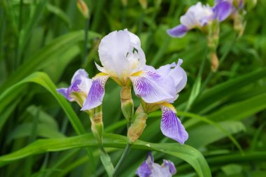Çiçek yatağının bulanık arka plan üzerinde Mor iris çiçekler