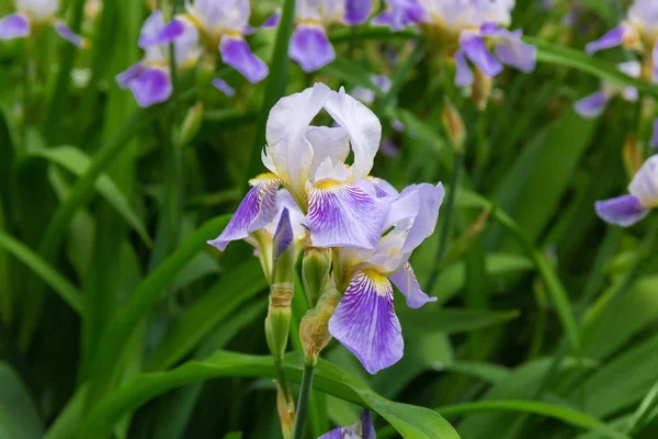 Lila Irisblüten auf verschwommenem Hintergrund des Blumenbeetes — Stockfoto