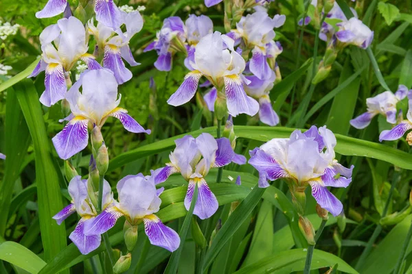 Lila Irisblüten auf dem Blumenbeet — Stockfoto