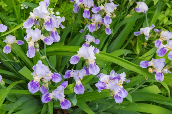 Vista superior de las flores de iris púrpura en el macizo de flores — Foto de Stock