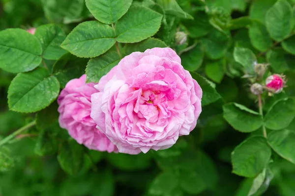 Rosa rosa flor no fundo borrado de rosa arbusto — Fotografia de Stock