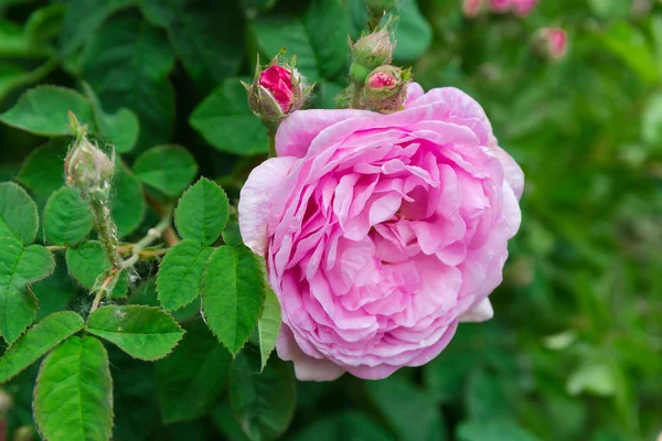 Rosa flor de rosa sobre fondo borroso de primer plano rosal — Foto de Stock