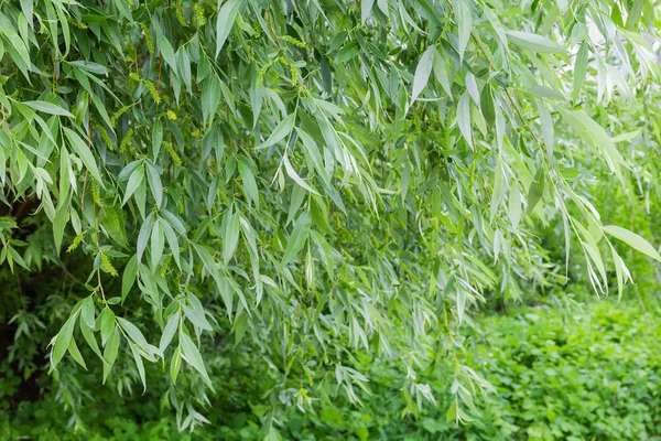 Willow branches hanging down on background of glade with grass — Stock Photo, Image