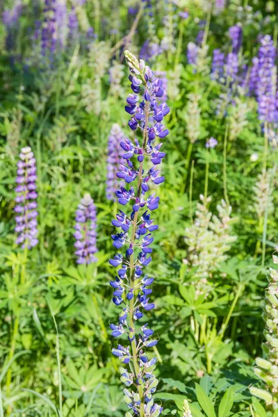 Grande pointe effilée de fleurs bleues de lupin vivace sauvage — Photo