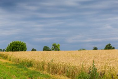 Bulutlu havalarda gökyüzüne karşı buğday tarlası