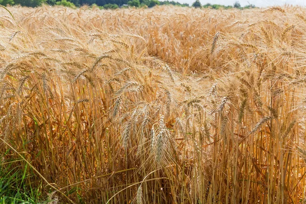 在田间上成熟小麦特写 — 图库照片