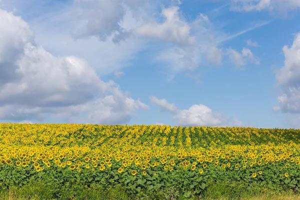 Campo de girasoles en flor sobre un fondo del cielo — Foto de Stock