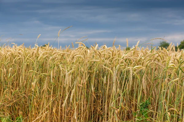 Edge of the field of ripening wheat in cloudy weather — Stock Photo, Image