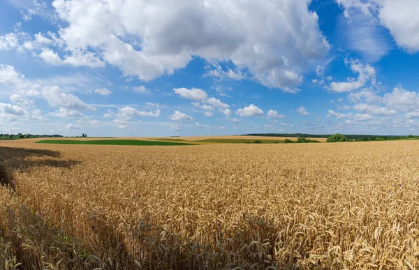 与云的天空对天空的麦田全景 — 图库照片