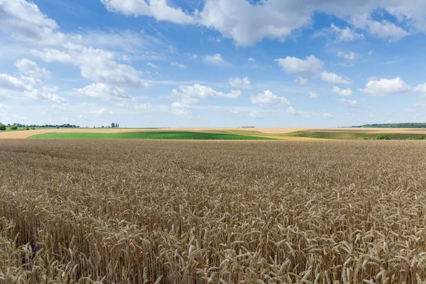 成熟的小麦的田野与天空与云 — 图库照片