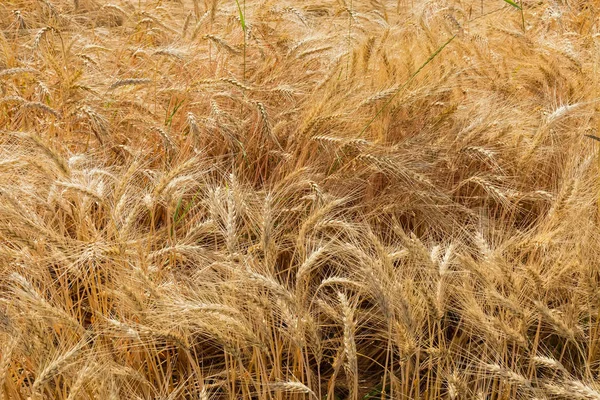 Vista superior del fragmento de campo con trigo en maduración —  Fotos de Stock