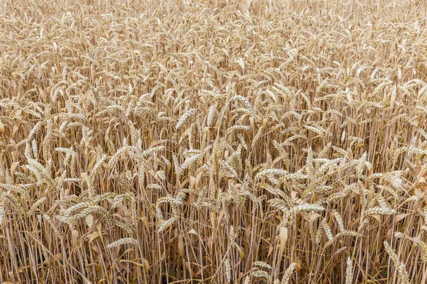 Fragmento del campo con trigo maduro —  Fotos de Stock