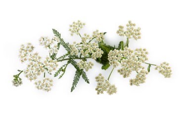 Dalları yakın çekim yarrow çiçek üst görünümü 