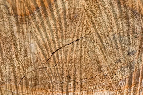 Background of transverse cut of poplar with chainsaw work traces — Stock Photo, Image
