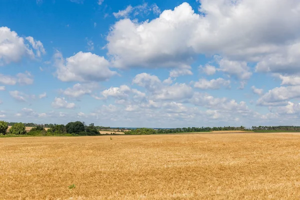 Felder des reifen Weizens zwischen den Waldgürteln — Stockfoto