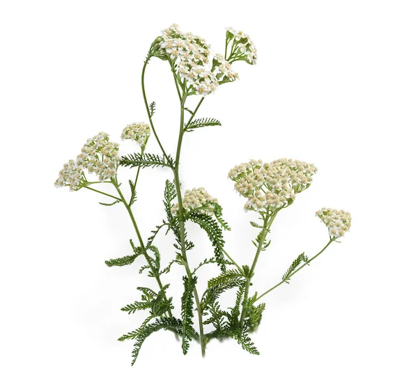 Branches of the flowering yarrow on a white background — Stock Photo, Image