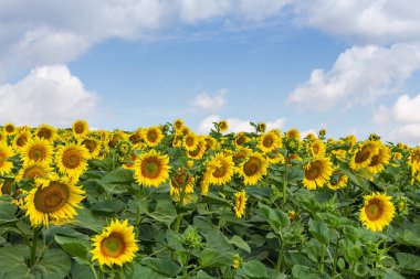 Bulutlarla gökyüzüne karşı alan üzerinde çiçek açan ayçiçeği