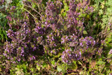 Çiçekli Beyaz ölü-ısırgan, üst görünüm arka plan