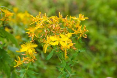 Seçici odaklanarak çiçekli St John 's Wort yakın çekim