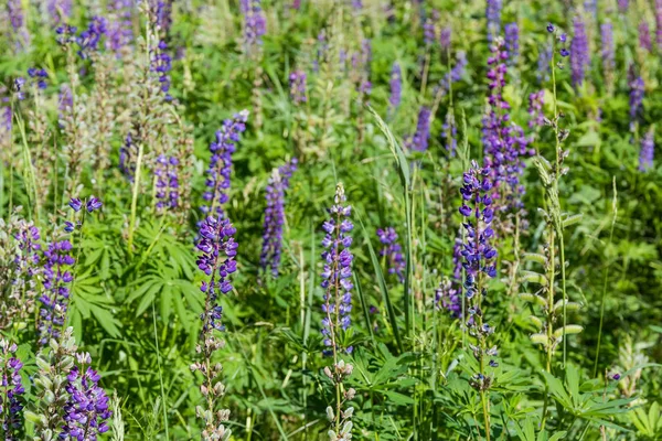 Moitas da floração lupine perene selvagem entre grama — Fotografia de Stock