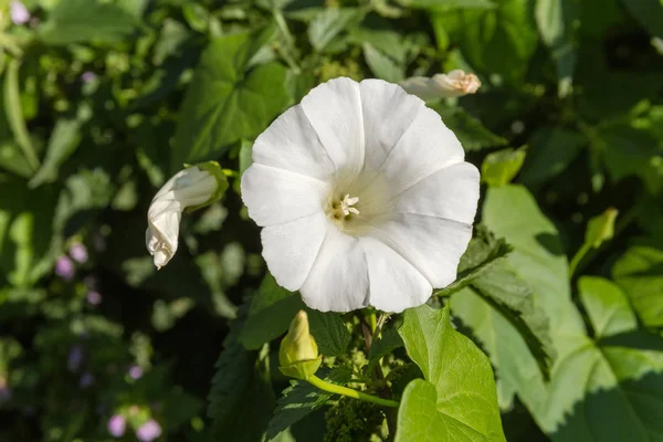 イポモエアの白い花、選択的焦点でクローズアップ — ストック写真