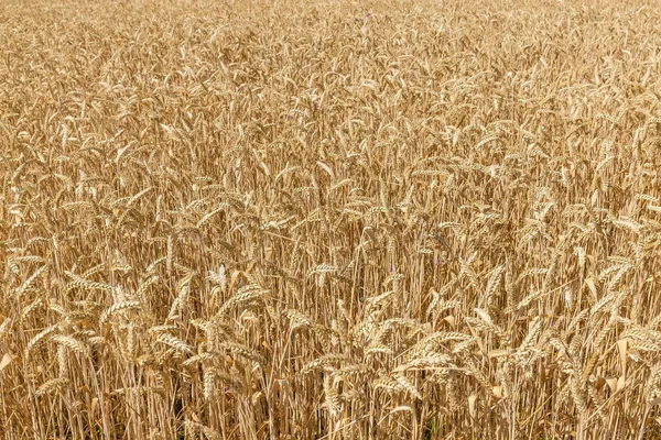 Fondo del fragmento del campo de trigo maduro —  Fotos de Stock
