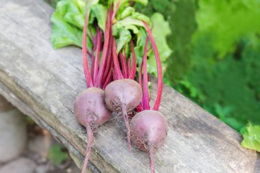 Ahşap yüzeyüzerinde yaprakları ile genç kırmızı pancar