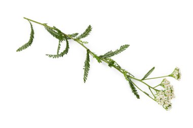 Beyaz bir arka plan üzerinde çiçekli yarrow Dalı