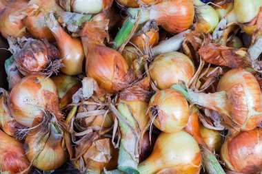 Genç soğan üst görünümü, arka plan