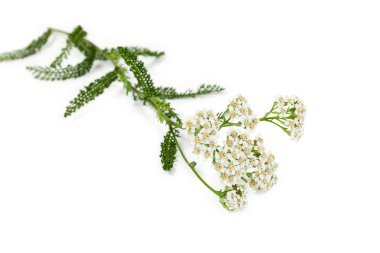 Beyaz arka planda dal yakın çekimde yarrow çiçekleri