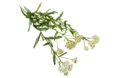 Beyaz bir arka plan üzerinde çiçekli yarrow Dalları