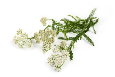 Hafif bir arka plan üzerinde dalları yakın çekim yarrow çiçekleri