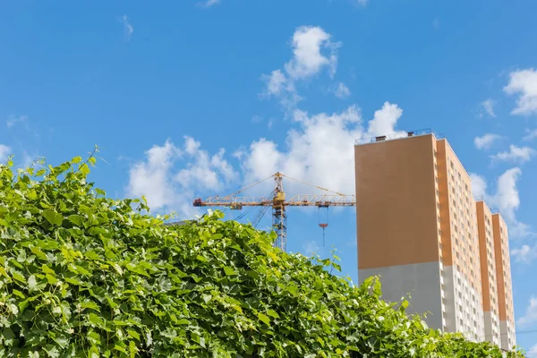 Wall overgrown with vines against multi story houses under construction — Stock Photo, Image