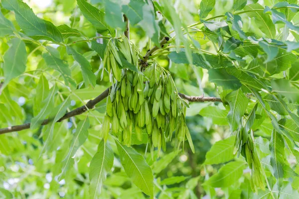 Olgunlaşmamış tohum kümesi ile kül ağacıdalları