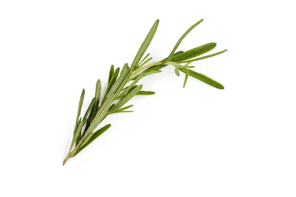 Stem of fresh rosemary on a white background — Stock Photo, Image