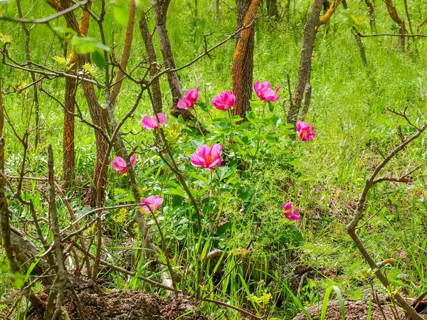 Bush de flor salvaje peonía de hoja ancha con flores rosadas —  Fotos de Stock