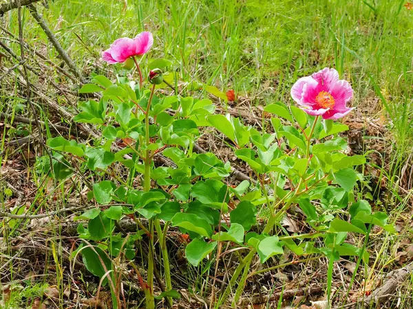 森の中で野生の広葉樹の花の茂み — ストック写真