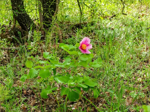 Flor rosa de la peonía silvestre de hoja ancha en el bosque — Foto de Stock
