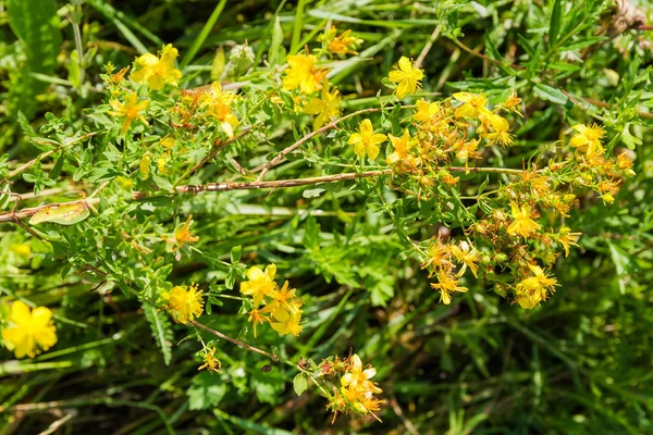 草に対する開花セントジョンズ麦汁の茎 — ストック写真